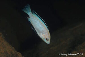 Labidochromis caeruleus 'Nkhata Bay'